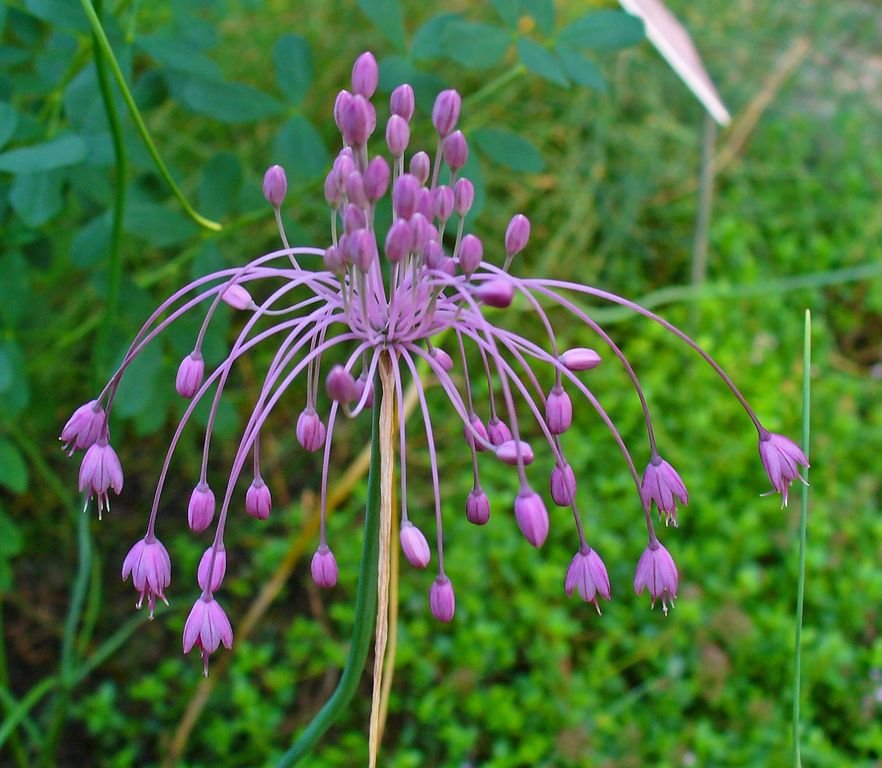 Allium carinatum subsp. pulchellum (Allium carinatum subsp. pulchellum)