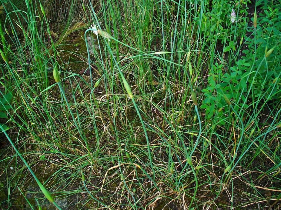 Como plantar Allium carinatum subsp. pulchellum (Allium carinatum subsp. pulchellum)_1