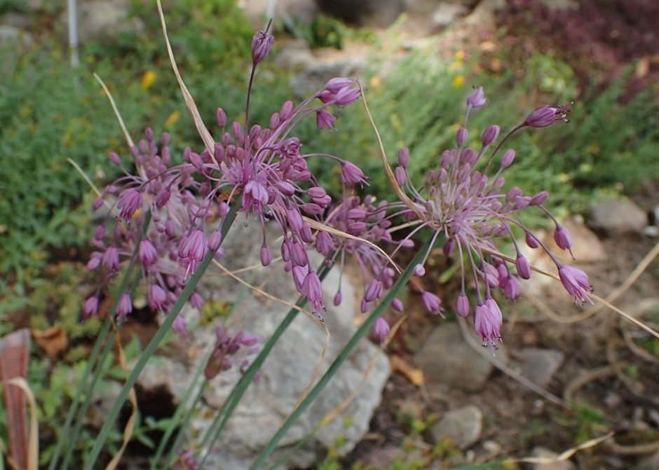 Onde plantar Allium carinatum subsp. pulchellum (Allium carinatum subsp. pulchellum)_2