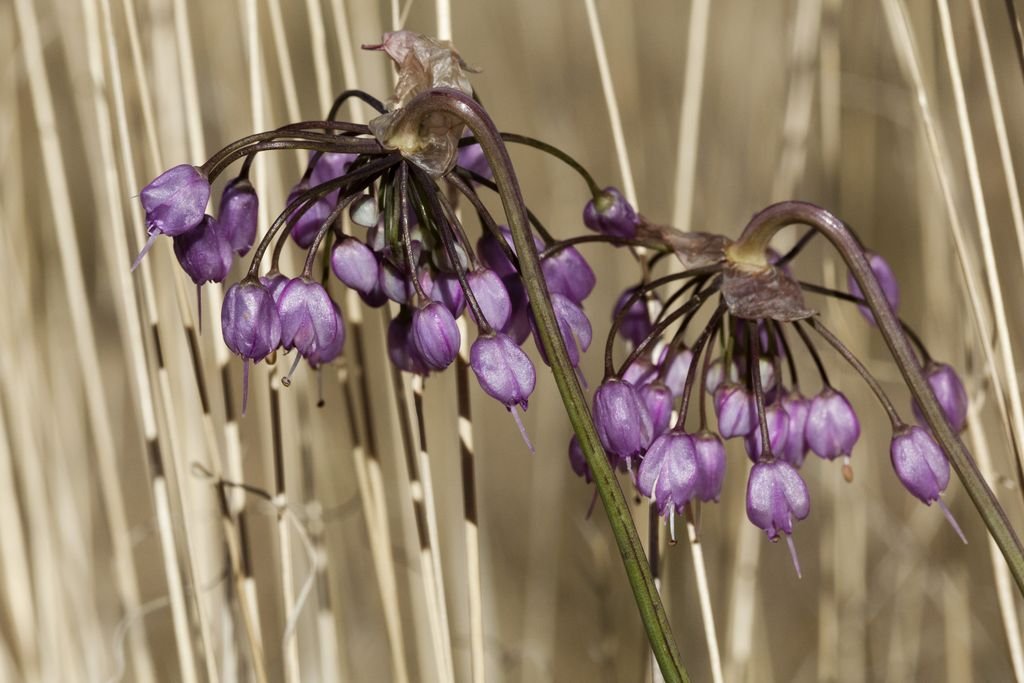 Allium cernuum (Allium cernuum)