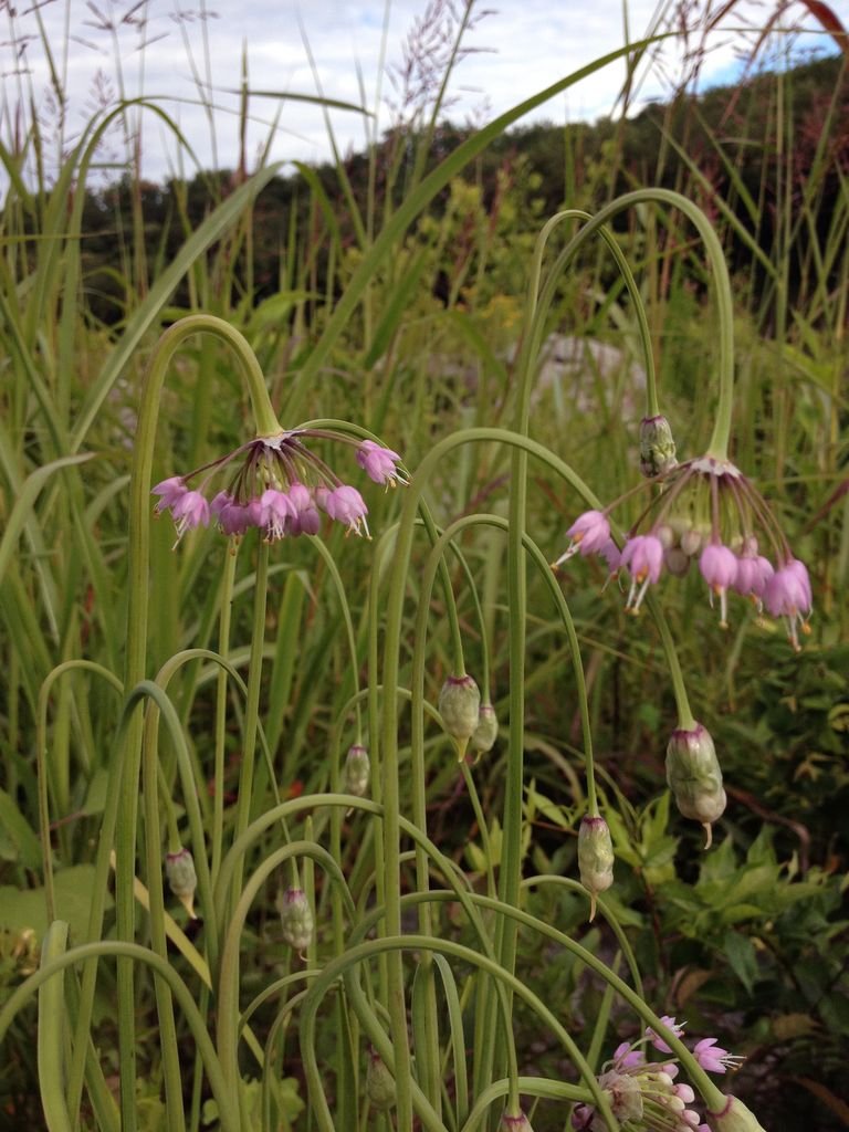 Como plantar Allium cernuum (Allium cernuum)_1