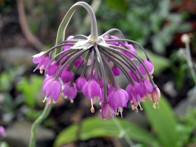 Onde plantar Allium cernuum (Allium cernuum)_2