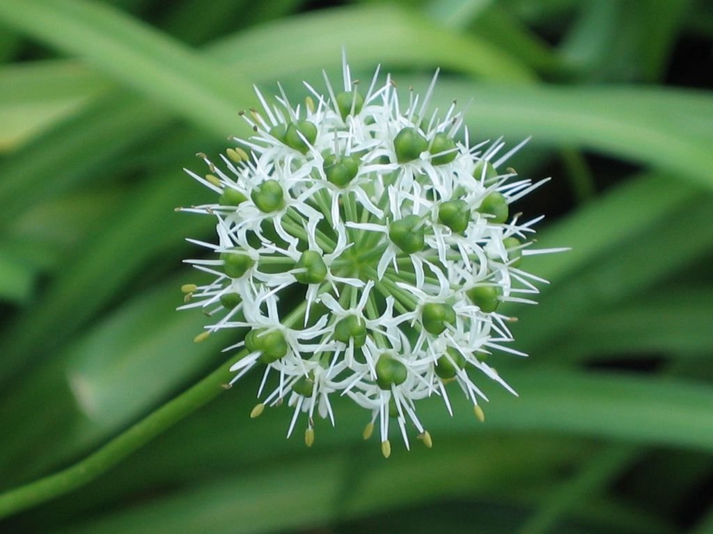 Allium hookeri (Allium hookeri)