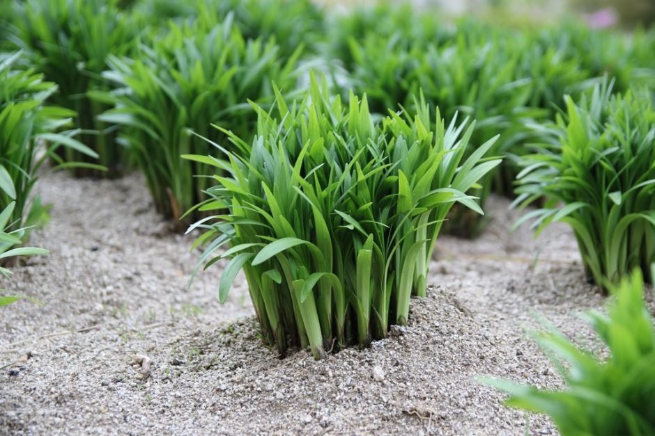 Como plantar Allium hookeri (Allium hookeri)_1