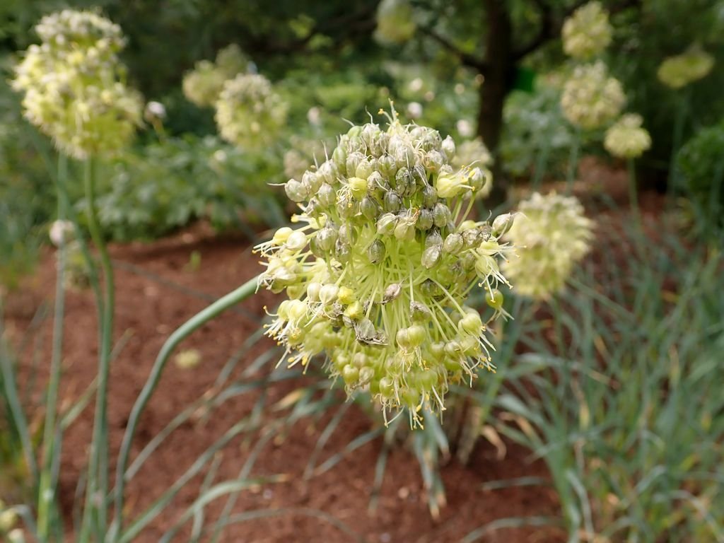 Allium obliquum (Allium obliquum)