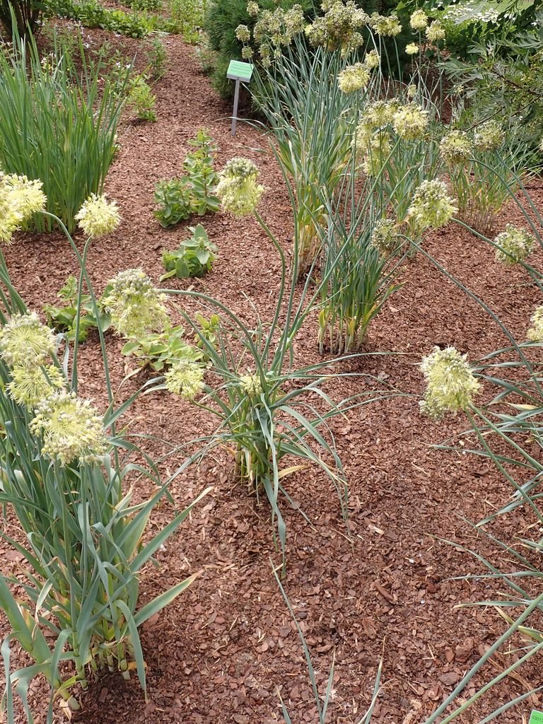 Como plantar Allium obliquum (Allium obliquum)_1