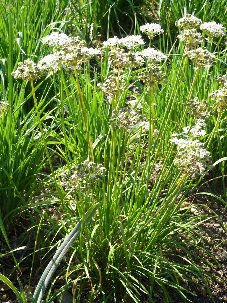 Onde plantar Allium obliquum (Allium obliquum)_2