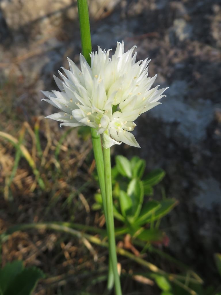 Allium schoenoprasum f. albiflorum (Allium schoenoprasum f. albiflorum)