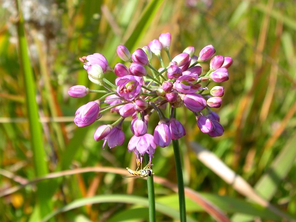 Allium thunbergii (Allium thunbergii)