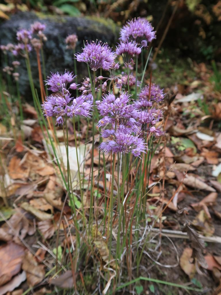 Como plantar Allium thunbergii (Allium thunbergii)_1