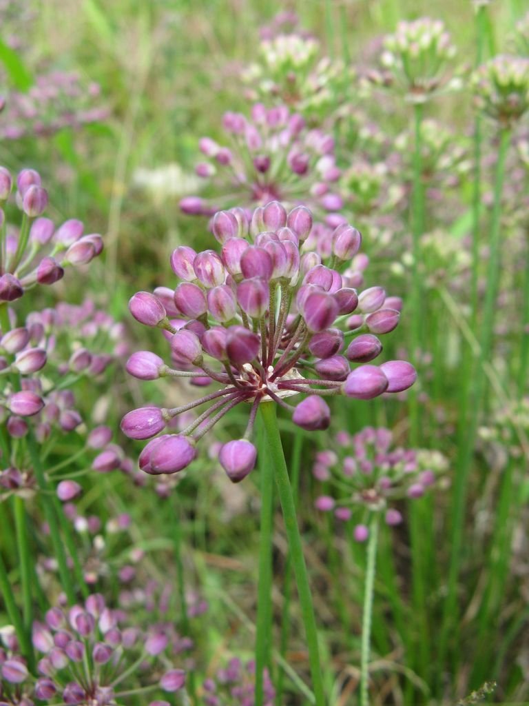 Onde plantar Allium thunbergii (Allium thunbergii)_2