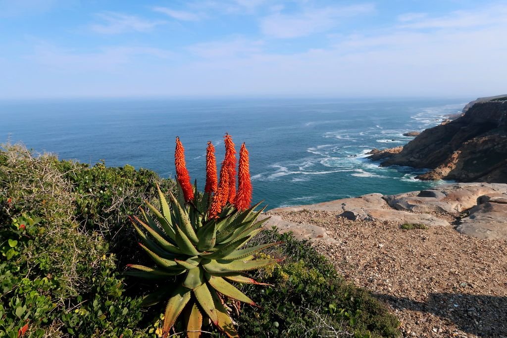 Aloé-Do-Cabo, Aloé-amargo (Aloe ferox)