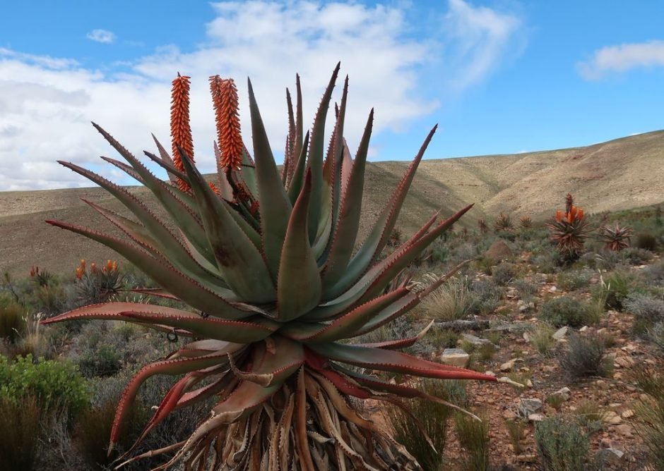 Como plantar Aloé-Do-Cabo, Aloé-amargo (Aloe ferox)_1
