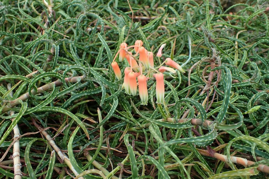 Aloe bakeri (Aloe bakeri)