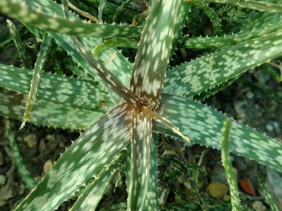 Como plantar Aloe bakeri (Aloe bakeri)_1