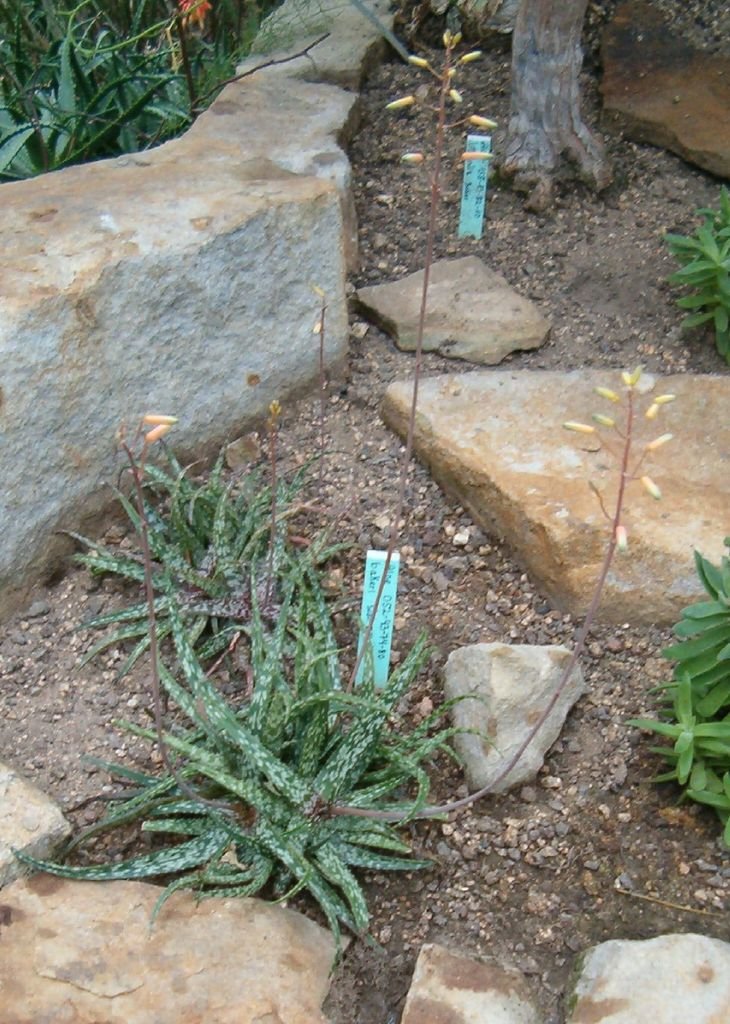 Onde plantar Aloe bakeri (Aloe bakeri)_2