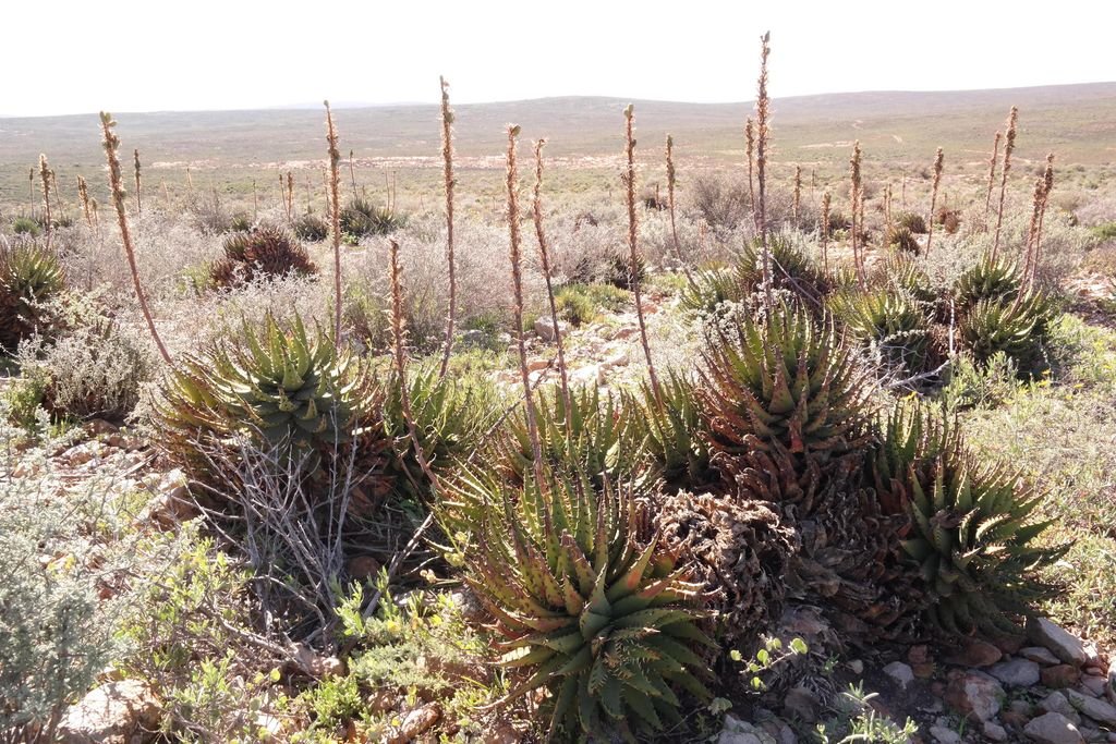 Aloe melanacantha (Aloe melanacantha)