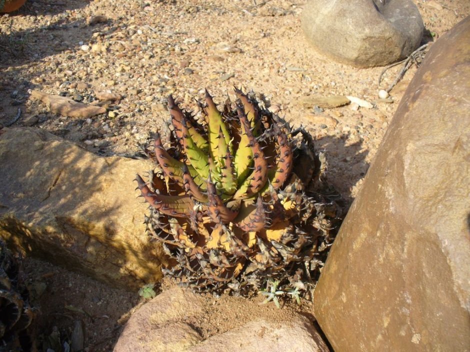 Como plantar Aloe melanacantha (Aloe melanacantha)_1