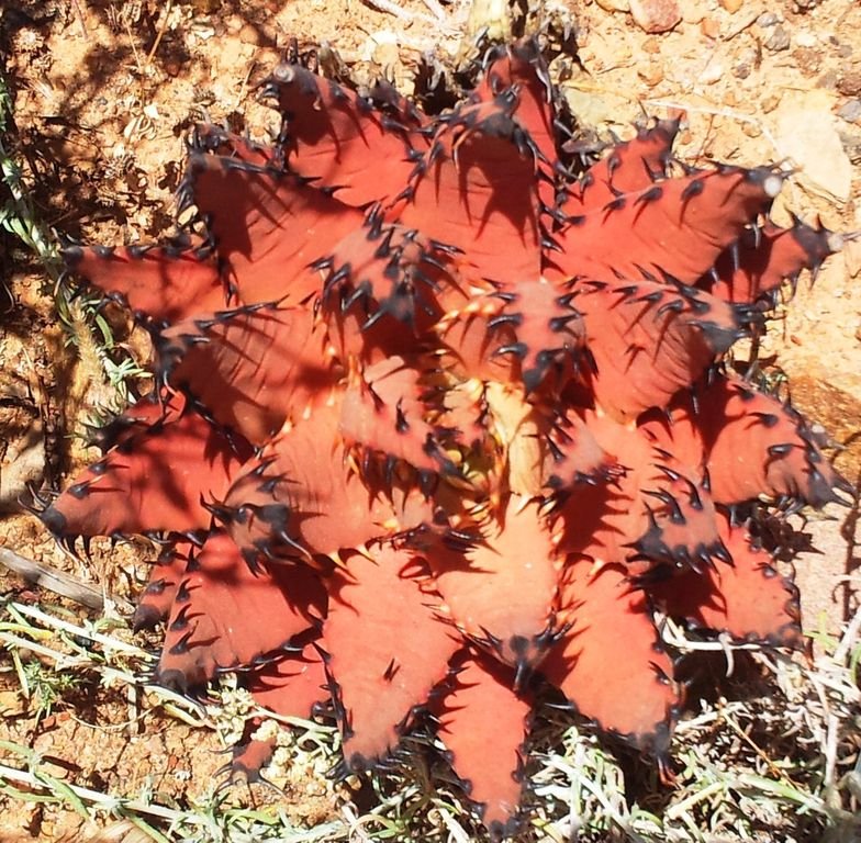 Onde plantar Aloe melanacantha (Aloe melanacantha)_2