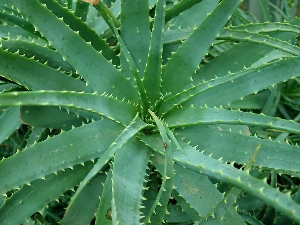 Aloe × spinosissima (Aloe × spinosissima)