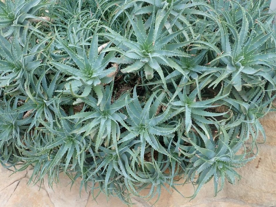 Como plantar Aloe × spinosissima (Aloe × spinosissima)_1