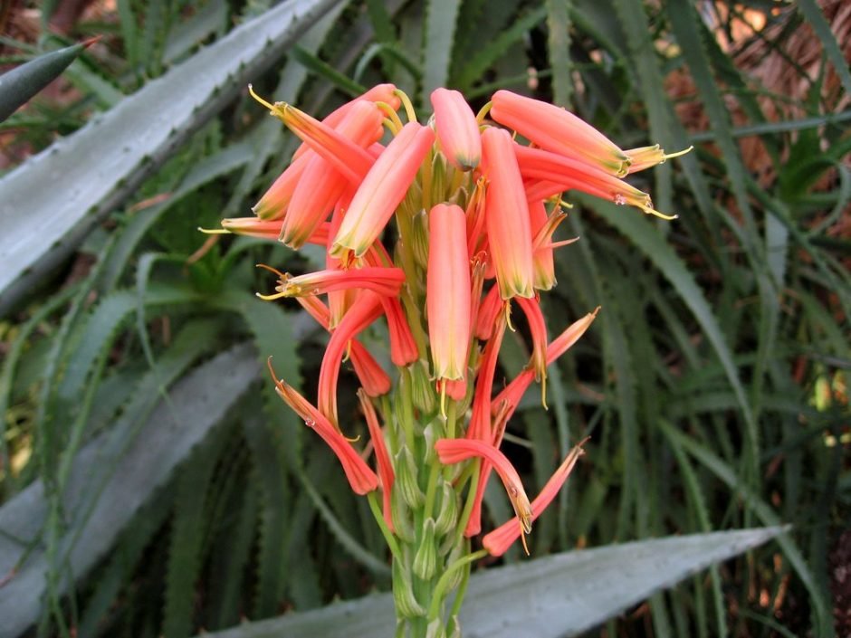 Onde plantar Aloe × spinosissima (Aloe × spinosissima)_2