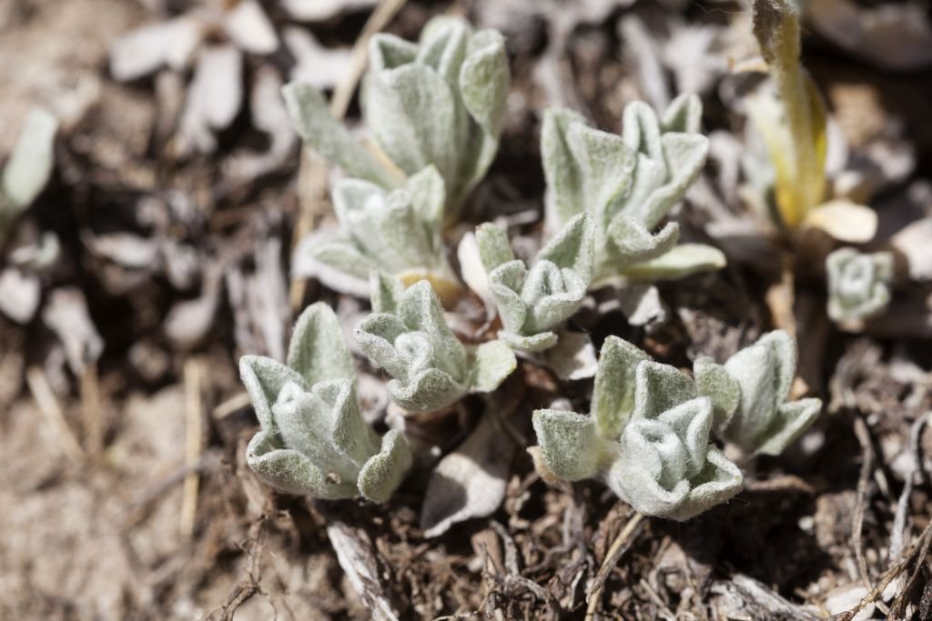 Antennaria rosea (Antennaria rosea)