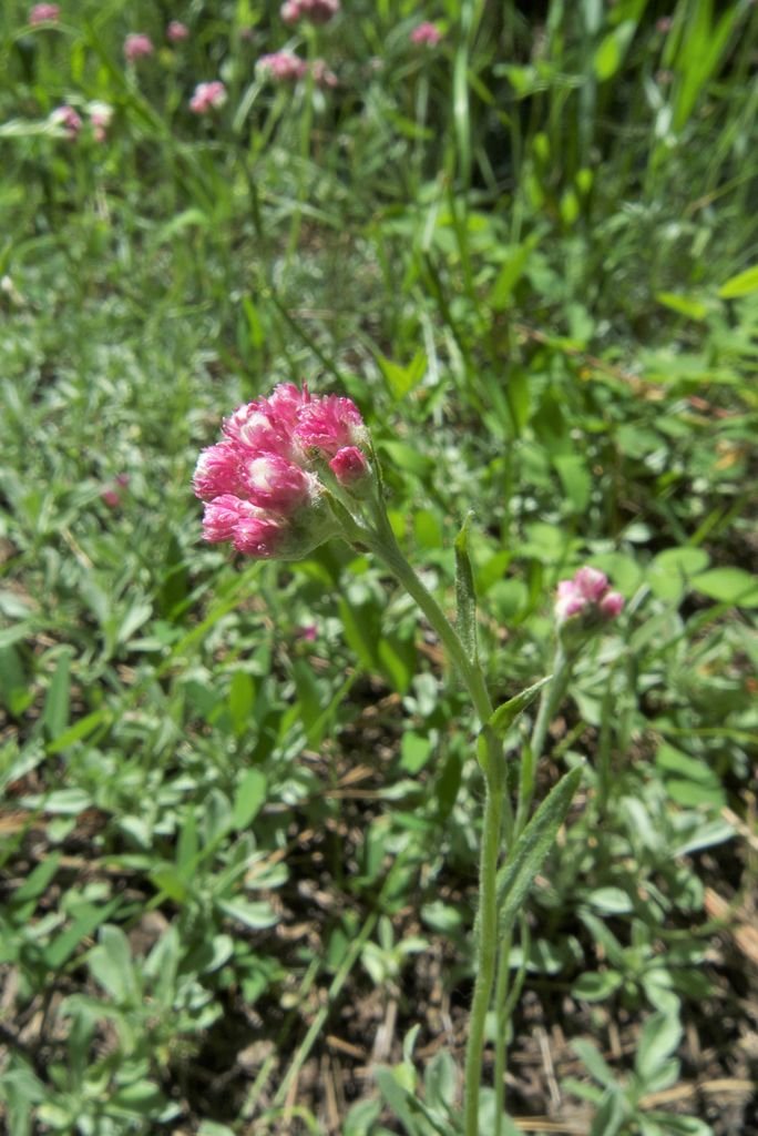 Como plantar Antennaria rosea (Antennaria rosea)_1