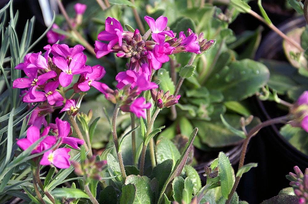 Arabis blepharophylla (Arabis blepharophylla)