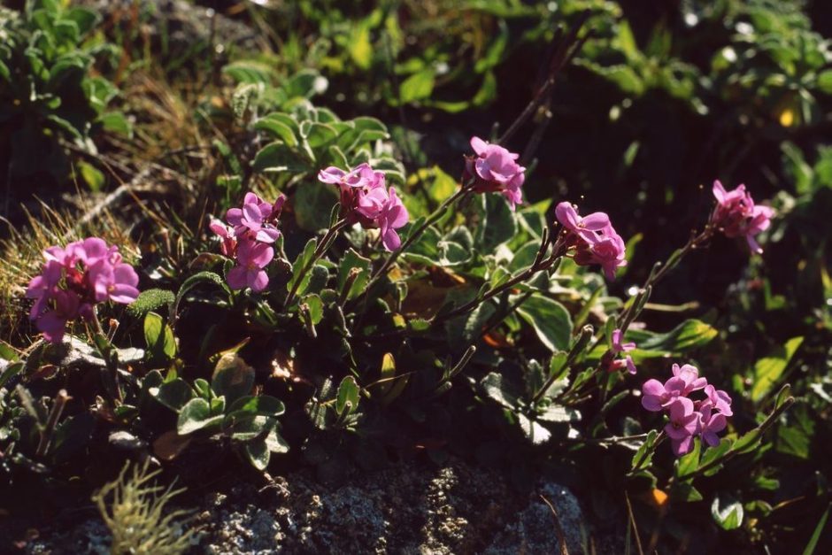 Como plantar Arabis blepharophylla (Arabis blepharophylla)_1