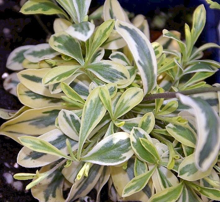 Arabis ferdinandi-coburgi 'Old Gold' (Arabis ferdinandi-coburgi 'Old Gold')