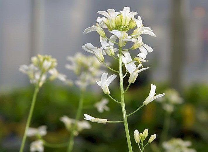 Como plantar Arabis ferdinandi-coburgi 'Old Gold' (Arabis ferdinandi-coburgi 'Old Gold')_1