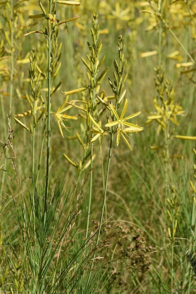 Asphodeline liburnica (Asphodeline liburnica)