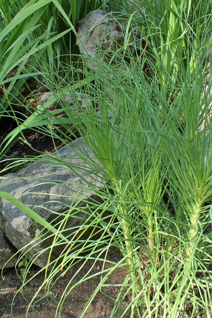 Onde plantar Asphodeline liburnica (Asphodeline liburnica)_2