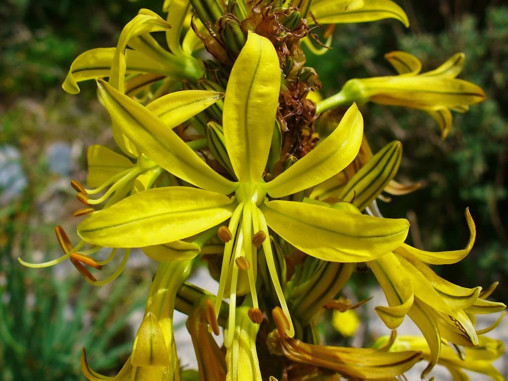 Asphodeline lutea (Asphodeline lutea)