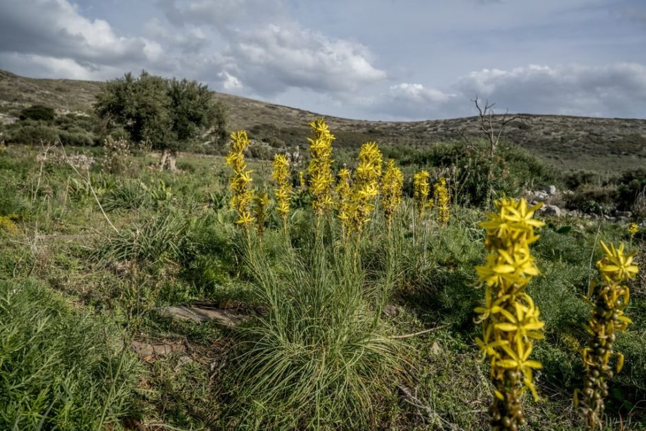 Como plantar Asphodeline lutea (Asphodeline lutea)_1