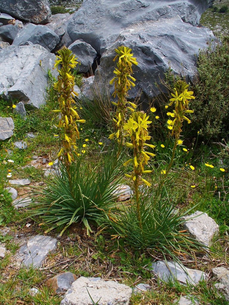 Onde plantar Asphodeline lutea (Asphodeline lutea)_2