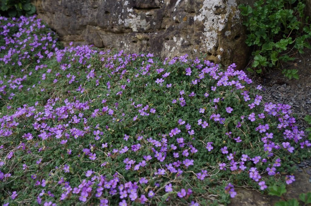 Aubrieta 'Argenteovariegata' (Aubrieta 'Argenteovariegata')