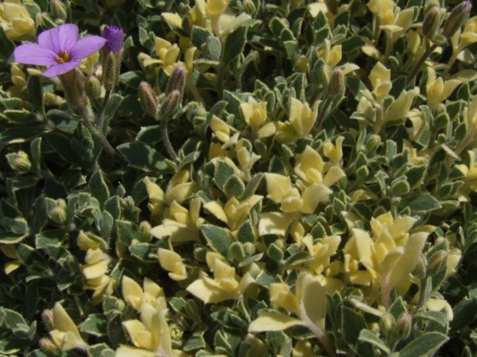 Como plantar Aubrieta 'Argenteovariegata' (Aubrieta 'Argenteovariegata')_1
