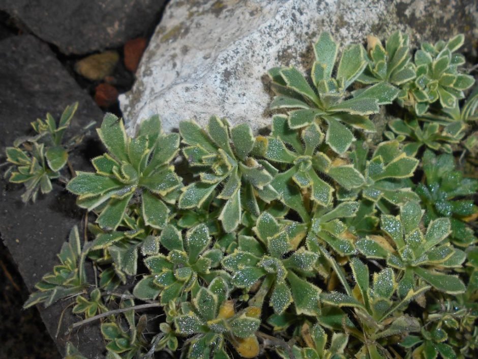 Onde plantar Aubrieta 'Argenteovariegata' (Aubrieta 'Argenteovariegata')_2