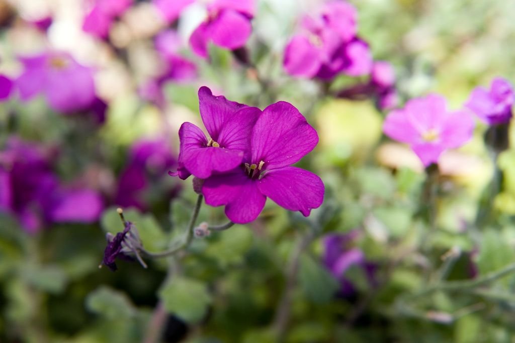 Aubrieta 'Red Cascade' (Aubrieta 'Red Cascade')