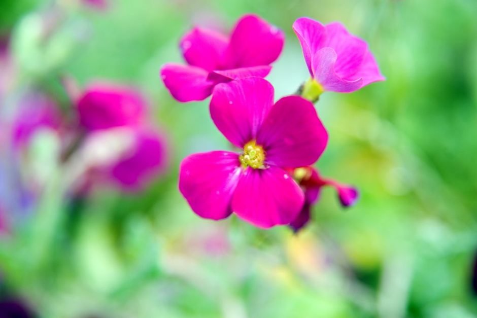 Como plantar Aubrieta 'Red Cascade' (Aubrieta 'Red Cascade')_1
