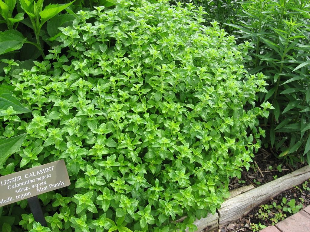 Calamintha nepeta subsp. nepeta (Calamintha nepeta subsp. nepeta)