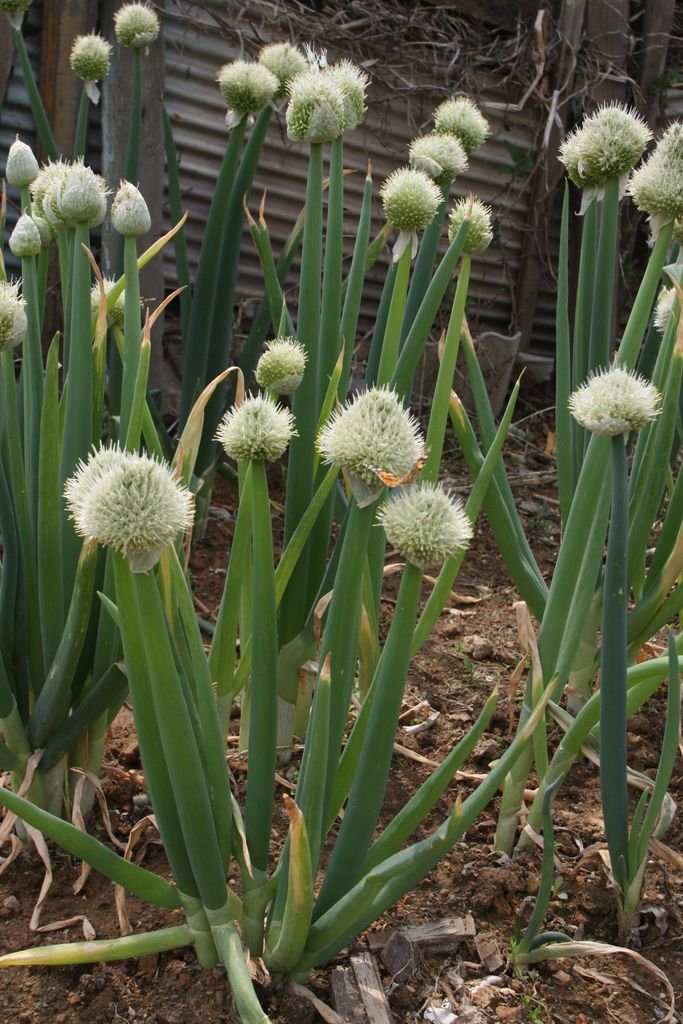 Como plantar Cebolinha (Allium fistulosum)_1