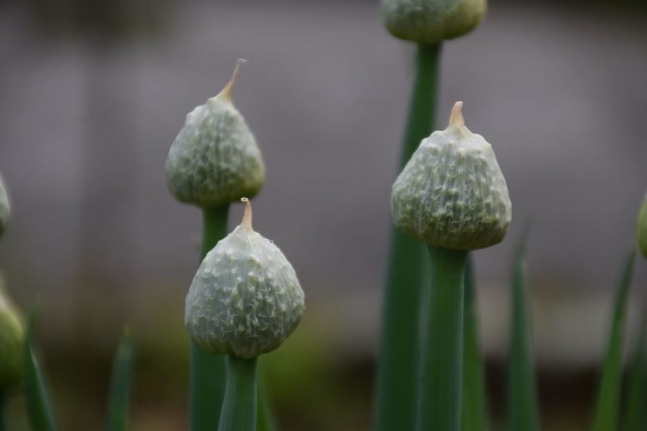 Onde plantar Cebolinha (Allium fistulosum)_2