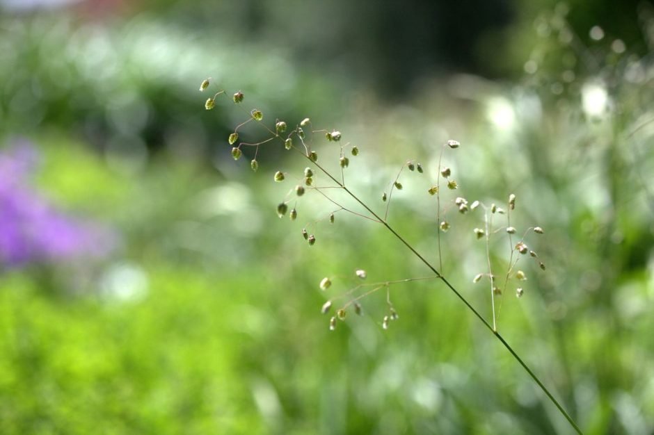 Onde plantar Chocalheira-intermédia 'Limouzi' (Briza media 'Limouzi')_2