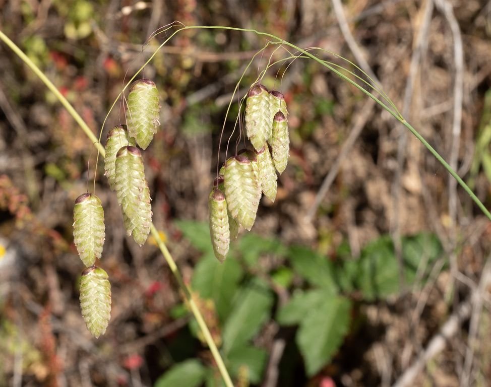 Chocalheira-maior (Briza maxima)