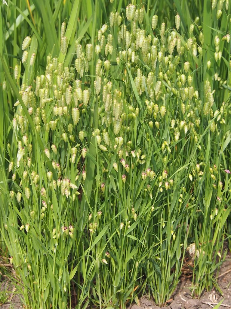 Como plantar Chocalheira-maior (Briza maxima)_1