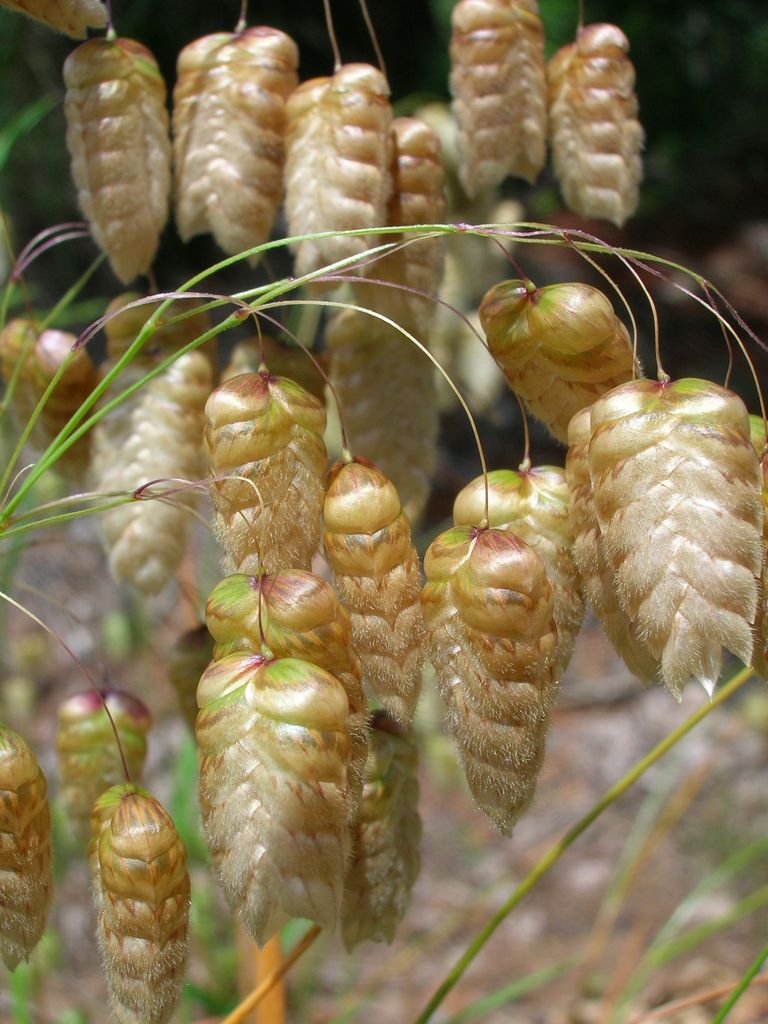 Onde plantar Chocalheira-maior (Briza maxima)_2