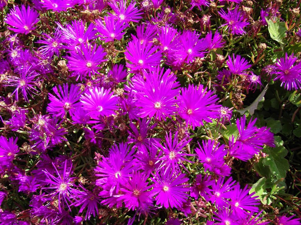 Chorina (Lampranthus roseus)